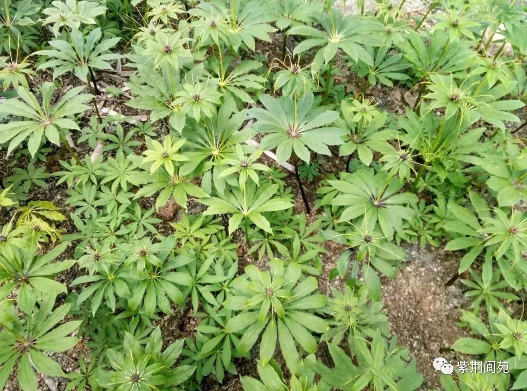 农村创业种植药材项目_农村5个药材种植致富项目_农村致富新项目 种植药材