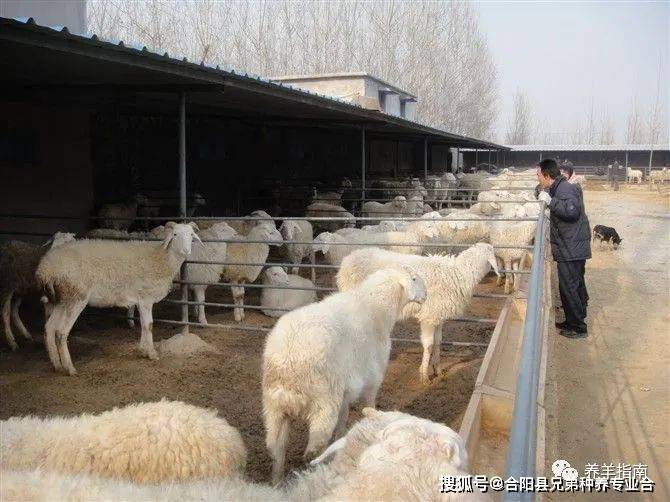 养殖羊大全知识技术图片_羊养殖技术知识大全_养殖羊技术小知识