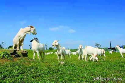 养殖致富之路_生态养殖致富攻略_致富养殖信息