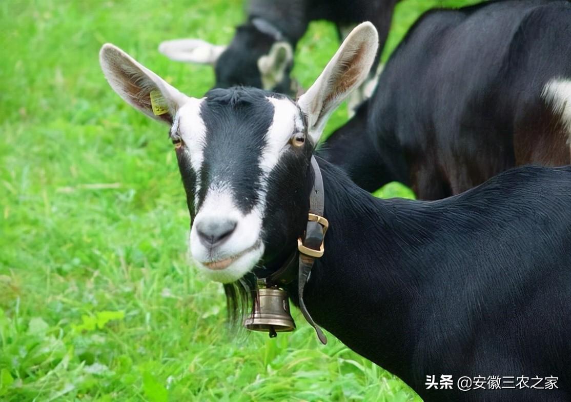 致富养殖信息_养殖致富之路_生态养殖致富攻略