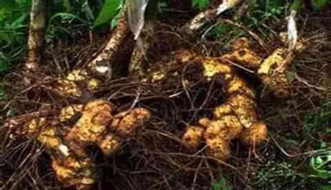 农业种植致富技巧_致富种植农业技巧与方法_致富种植农业技巧和方法