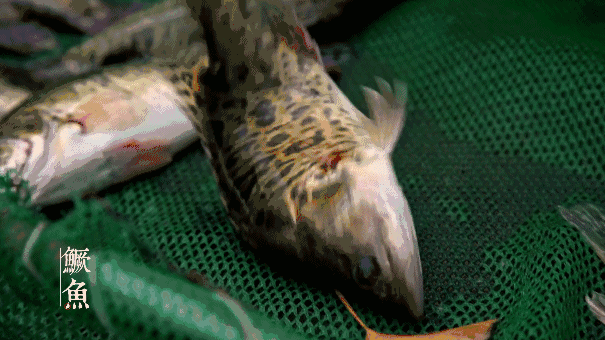 广西鲶鱼多少钱一斤_广西鲶鱼养殖基地_广西鲶鱼养殖技术