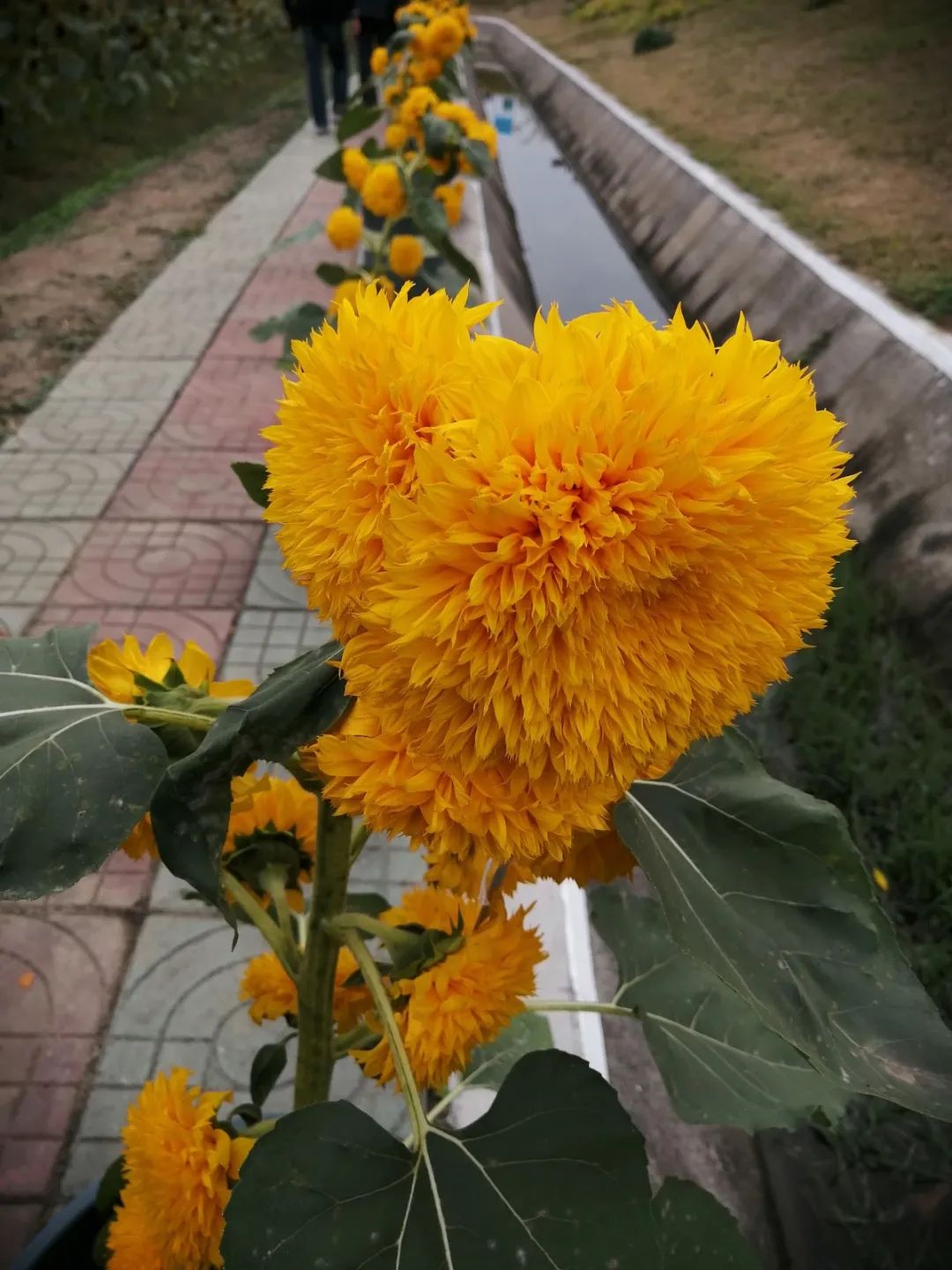 高产种植蚕豆技术要求_高产种植蚕豆技术要点_蚕豆高产种植技术