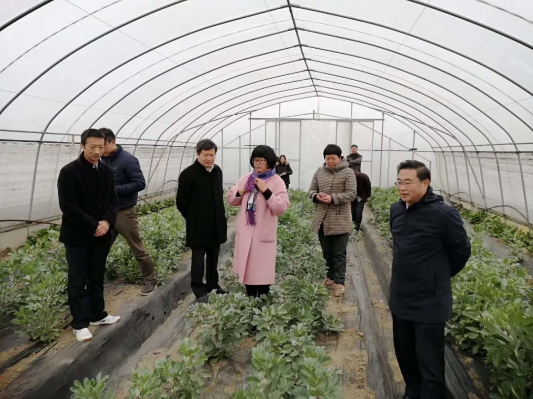 高产种植蚕豆技术要求_高产种植蚕豆技术要点_蚕豆高产种植技术