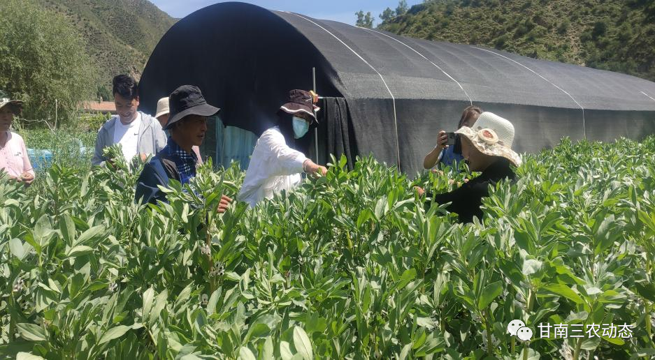 蚕豆高产栽培_蚕豆高产种植技术_高产种植蚕豆技术要点