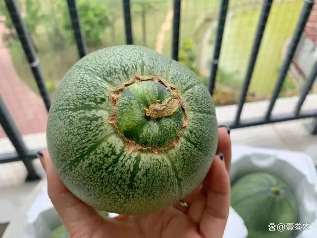绿宝甜瓜种植技术视频_甜瓜种植技术与管理视频播放_如何种植甜瓜方法很简单