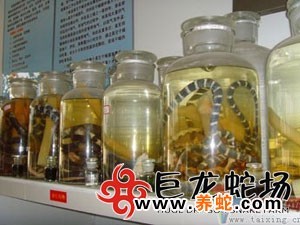 无毒养殖蛇技术要求_无毒蛇养殖技术_无毒蛇养殖的利润与风险