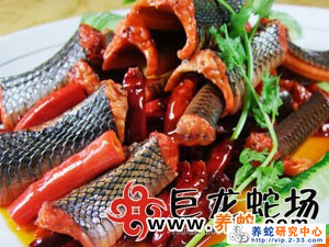 无毒蛇养殖技术_无毒养殖蛇技术要求_无毒蛇养殖的利润与风险