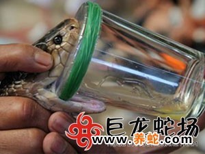 无毒蛇养殖的利润与风险_无毒蛇养殖技术_无毒养殖蛇技术要求