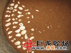 无毒蛇养殖技术_无毒蛇养殖的利润与风险_无毒养殖蛇技术要求