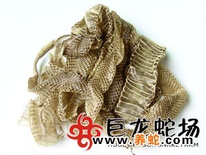 无毒蛇养殖的利润与风险_无毒养殖蛇技术要求_无毒蛇养殖技术