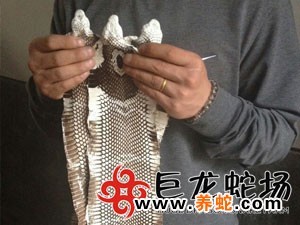 无毒蛇养殖技术_无毒养殖蛇技术要求_无毒蛇养殖的利润与风险