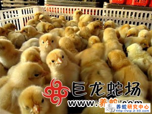 无毒养殖蛇技术要求_无毒蛇养殖的利润与风险_无毒蛇养殖技术