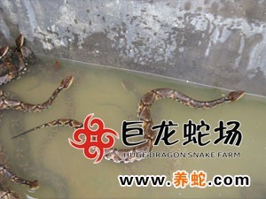 无毒蛇养殖的利润与风险_无毒蛇养殖技术_无毒养殖蛇技术要求