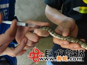 无毒养殖蛇技术要求_无毒蛇养殖的利润与风险_无毒蛇养殖技术