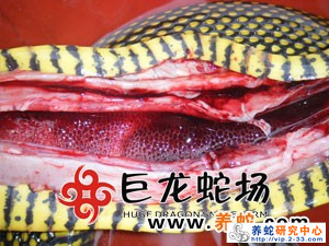 无毒蛇养殖技术_无毒蛇养殖的利润与风险_无毒养殖蛇技术要求