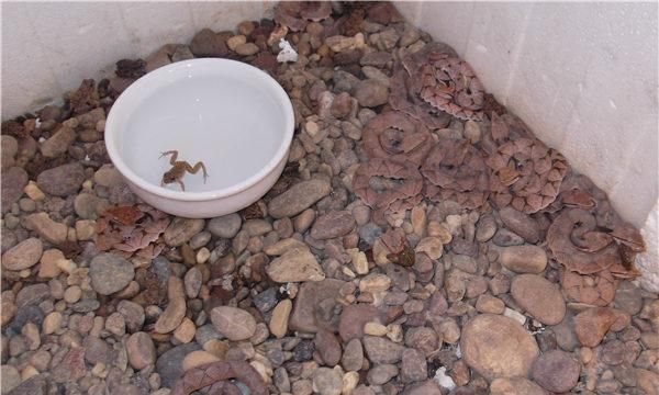幼蛇的饲养经验 ，蛇的养殖技术和利润？图2