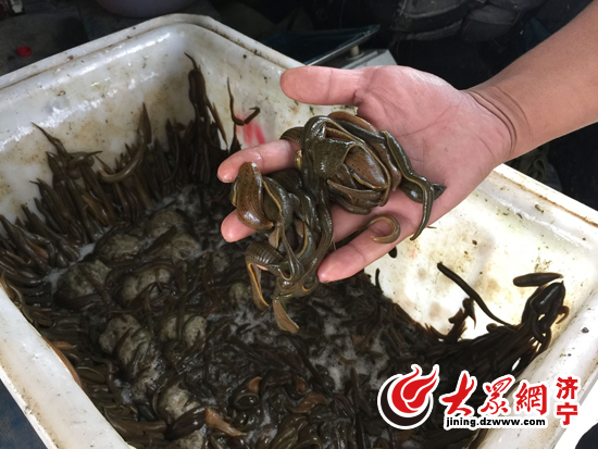 致富经水蛭养殖技术_致富经水蛭养殖周伟民_周伟明水蛭养殖视频