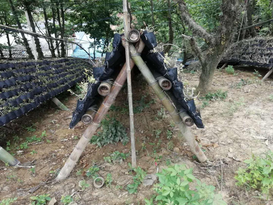秋冬石斛怎么养_秋冬石斛种植技术_秋冬种植石斛技术与管理