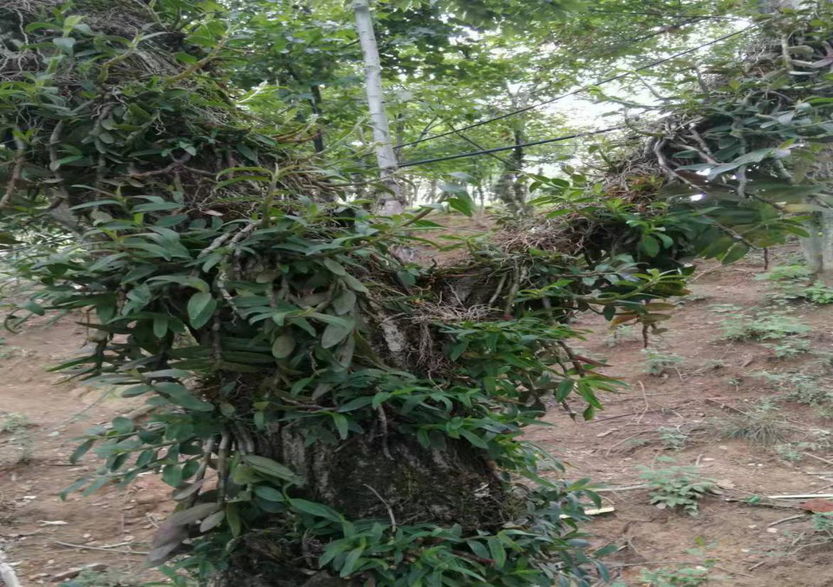 秋冬种植石斛技术与管理_秋冬石斛种植技术_秋冬石斛怎么养