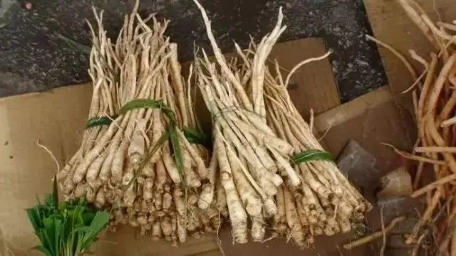 致富经臭参视频_致富经臭参视频_致富经臭参视频