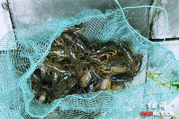 湖南龙虾养殖_岳阳小龙虾养殖基地_岳阳养殖龙虾致富