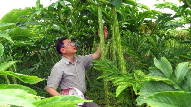 曾经种1亩产3吨的魔芋，农民为何不爱种了？市场分析：难出口！