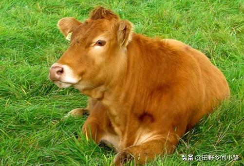 牛养殖需要的正确方法，我来详细告诉你