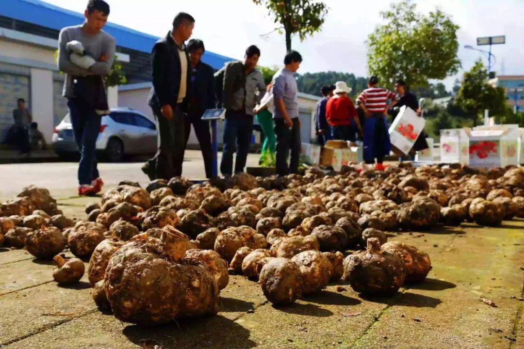 种植魔芋是骗局吗_魔芋种植致富_致富经魔芋种植技术视频
