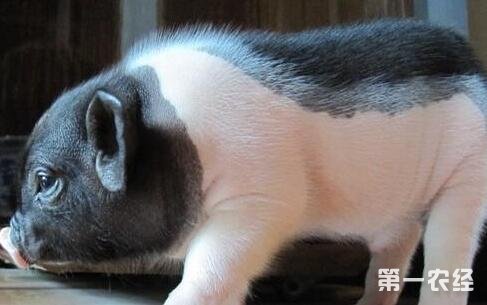 高效养高产母猪视频升级版_养母猪致富_致富经母猪产仔视频
