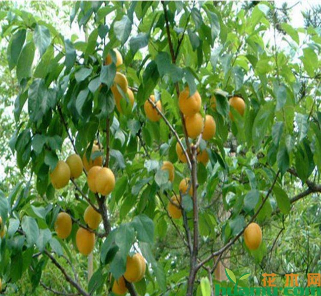 杏树种植栽培技术