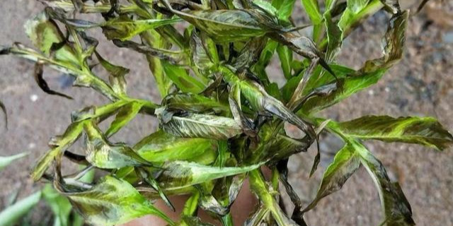 魔芋种植致富_致富种植魔芋图片_致富种植魔芋怎么样