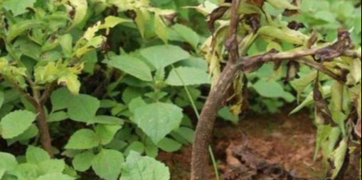 致富种植魔芋怎么样_魔芋种植致富_致富种植魔芋图片