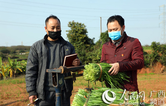 广西韭菜花种植基地_广西韭菜种植技术视频_广西哪里种韭菜多