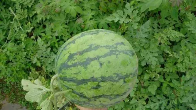致富西瓜种植方法图解_西瓜种植致富方法_致富经西瓜种植全视频