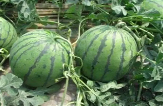 致富西瓜种植方法图解_致富经西瓜种植全视频_西瓜种植致富方法