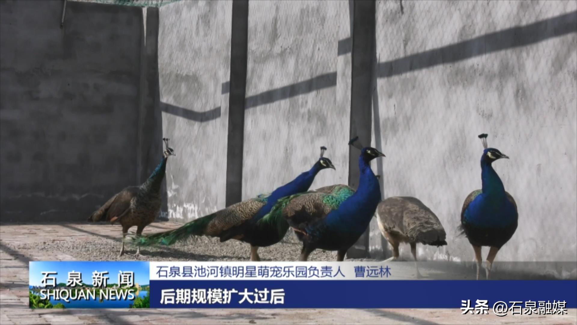 致富经养殖梅花鹿_致富养殖梅花鹿怎么样_养殖梅花鹿前景