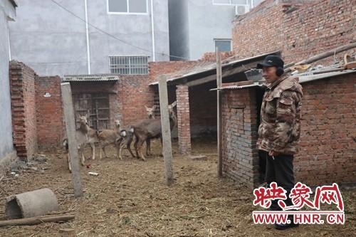 致富养殖梅花鹿赚钱吗_致富养殖梅花鹿怎么样_致富经养殖梅花鹿