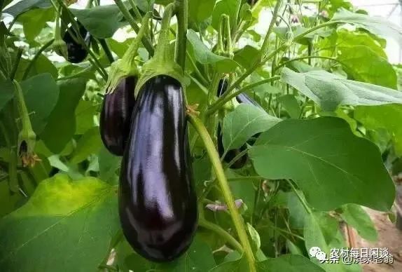 春季茄子几月种植_春季茄子种植技术_春季茄子种植技术视频