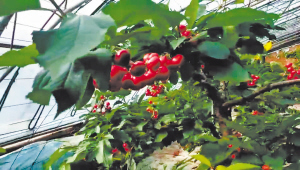 乡村“春”来早 寒地樱桃红 通河县清河村发展大樱桃种植走特色种植致富路
