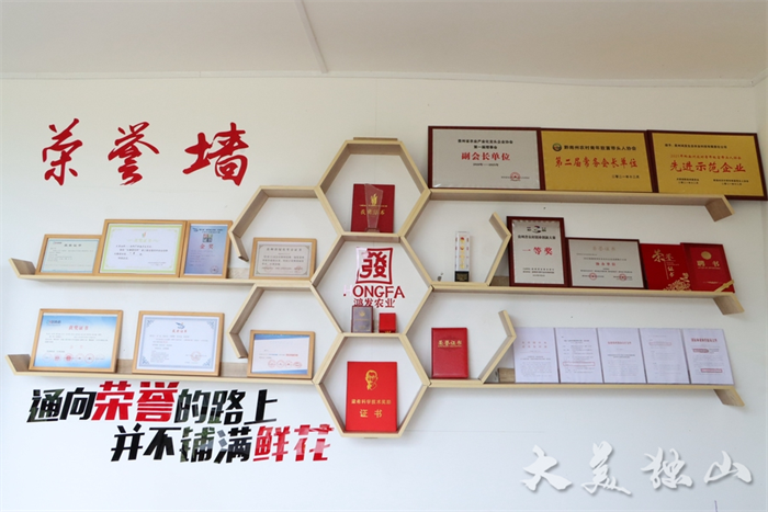 油桐种植致富_致富种植油桐怎么样_油桐种植效益