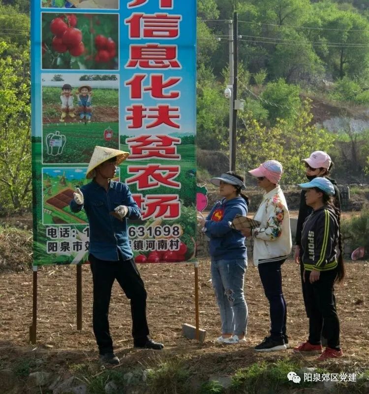 玉米施鸡粪的好处_鸡粪种玉米种植技术_种玉米可以施鸡粪吗怎么施