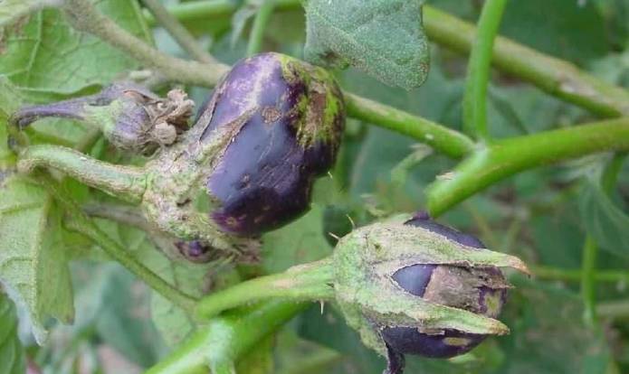 春季茄子种植技术_春季茄子种植技术视频_春季茄子种植技术要点