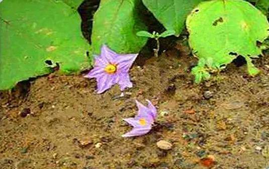 春季茄子种植技术视频_春季茄子种植技术_春季茄子种植技术要点