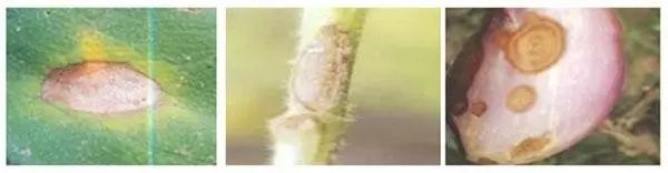 春季茄子种植技术要点_春季茄子种植技术_春季茄子种植技术视频