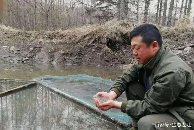 林蛙养殖致富_致富养殖林蛙怎么样_致富养殖林蛙视频