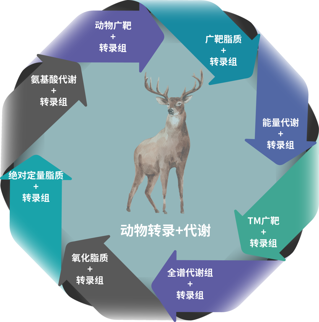 致富经恩施黑猪_湖北恩施黑猪养殖基地_致富经黑猪养殖