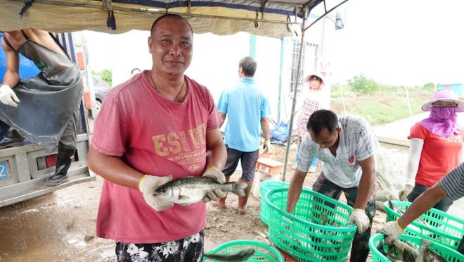 珠海鲈鱼塘口价_致富经珠海海鲈鱼养殖_珠海海鲈鱼最大养殖户