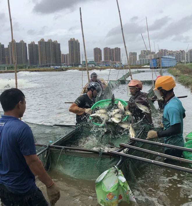 珠海鲈鱼塘口价_致富经珠海海鲈鱼养殖_珠海海鲈鱼最大养殖户