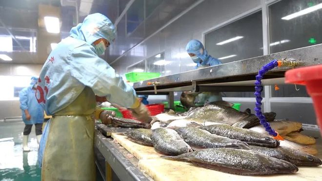 珠海鲈鱼塘口价_致富经珠海海鲈鱼养殖_珠海海鲈鱼最大养殖户